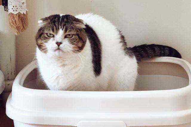 6. Baba who likes to study cats