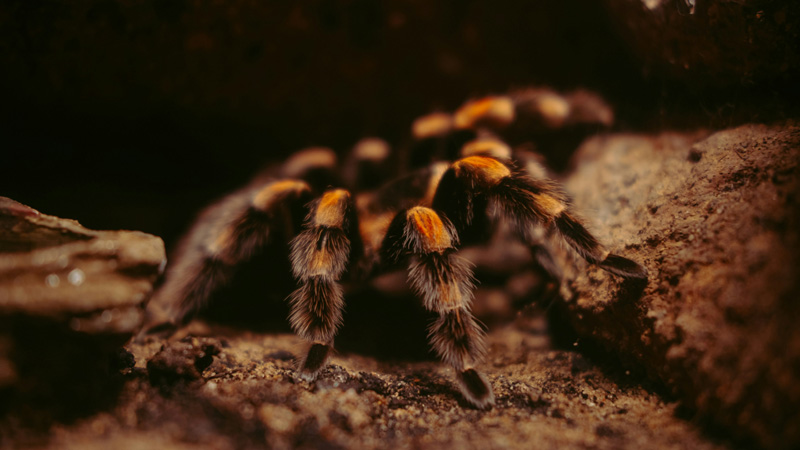 50 Popular Names for Tarantulas (with Meaing)