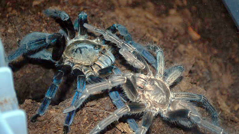 The Price of Cobalt Blue Tarantula in the US ($50 to $200)