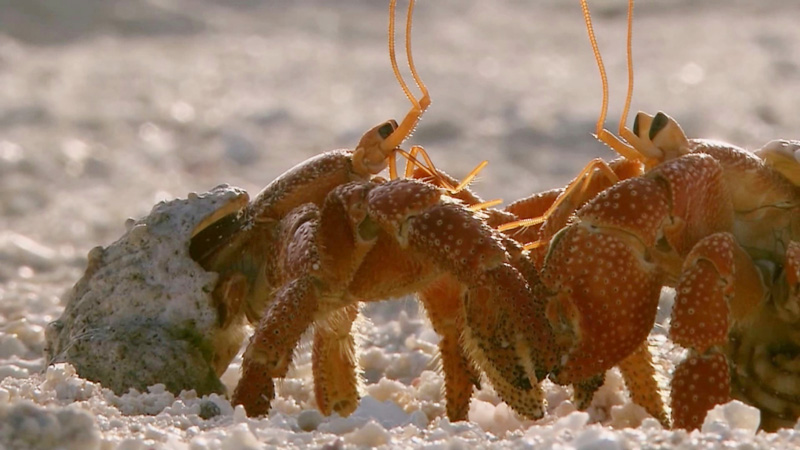 How to Quickly Tell the Gender of a Hermit Crab?