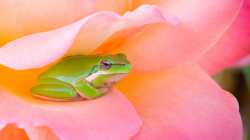 Exploring the 5 Quietest Pet Frogs