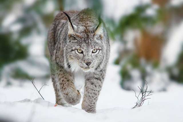 10 Rare Wild Cats: 10. Canada Lynx