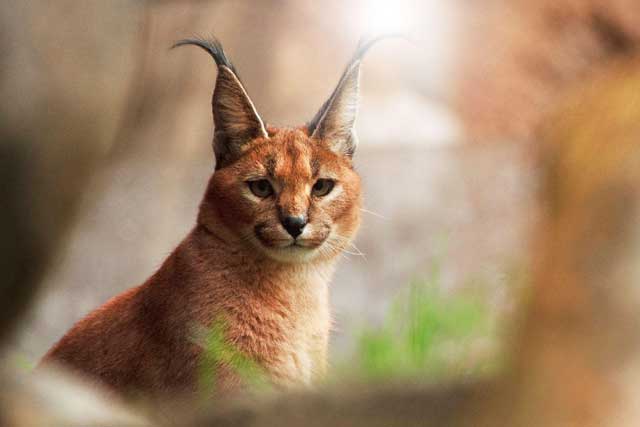 10 Rare Wild Cats: 9. Caracal