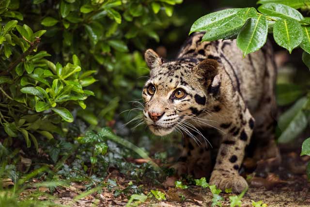 10 Rare Wild Cats: 7. Clouded leopard