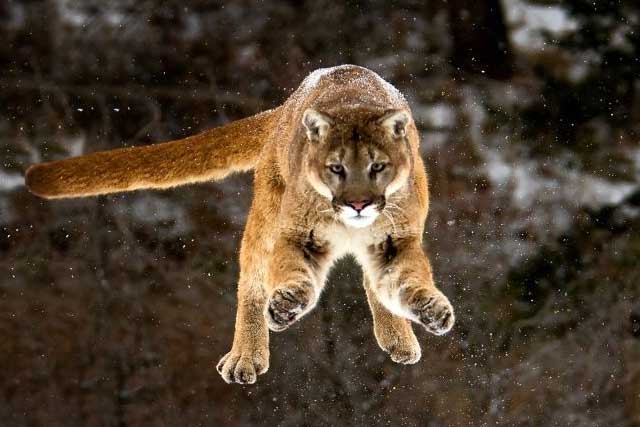 10 Rare Wild Cats: 1. Mountain Lion (Cougar)