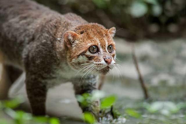 10 Rare Wild Cats: 2. Flat-headed cat