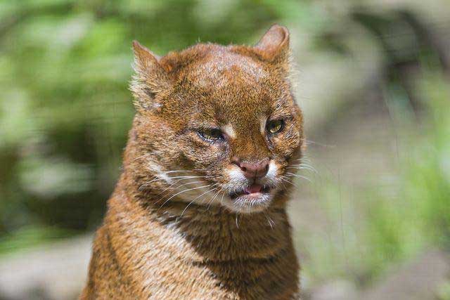 10 Rare Wild Cats: 8. Jaguarondi (Jaguarundi)