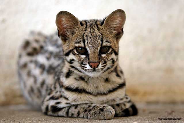 10 Rare Wild Cats: 3. Ocelot