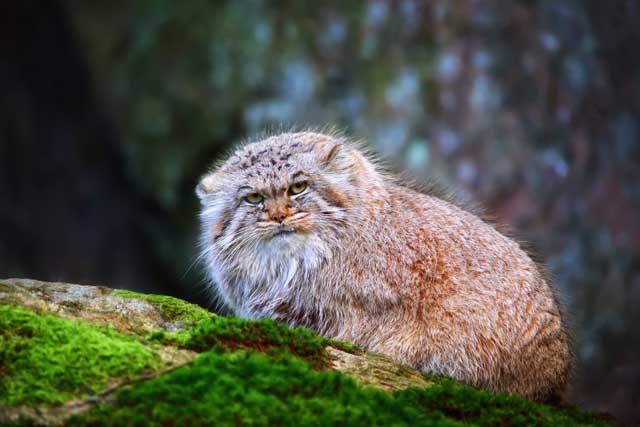 10 Rare Wild Cats: 4. Pallas's cat