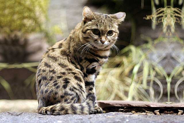 10 Rare Wild Cats: 6. Pampas cat