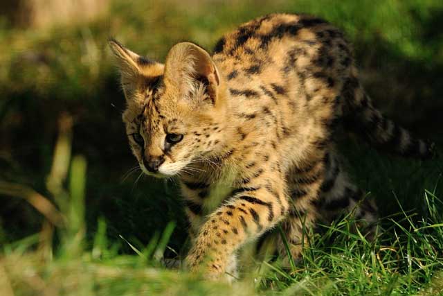 10 Rare Wild Cats: 5. Serval