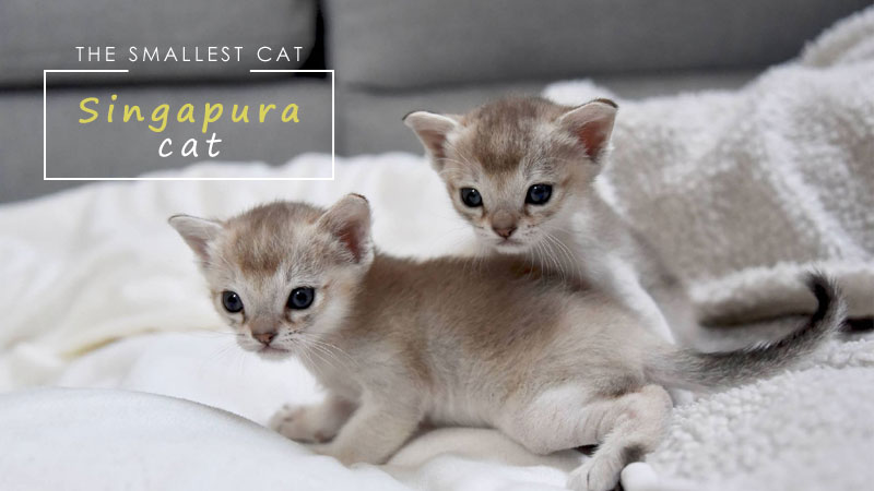 Smallest Domestic Cat Breeds