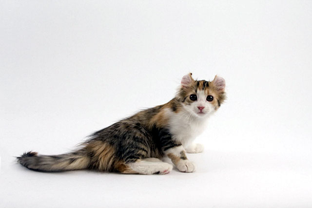 10 Smallest Domestic Cat Breeds: #7. American Curl
