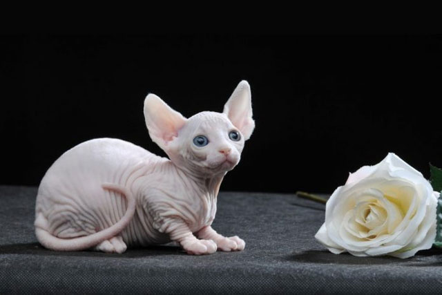 10 Smallest Domestic Cat Breeds: #5. Bambino cat