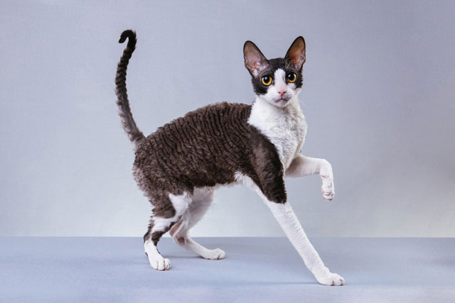 10 Smallest Domestic Cat Breeds: #8. Cornish Rex