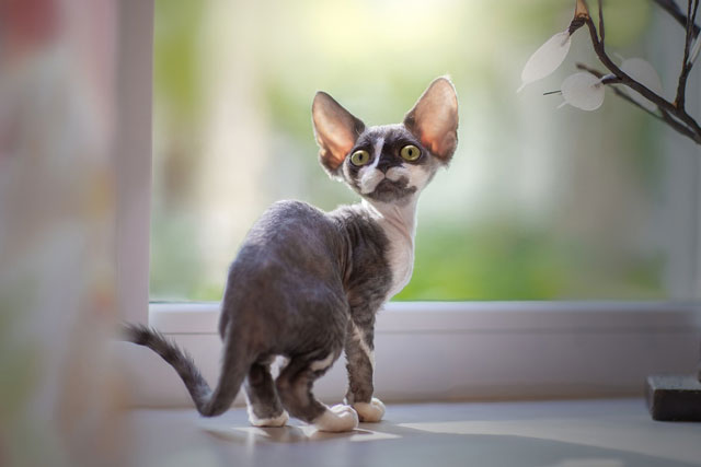 10 Smallest Domestic Cat Breeds: #6. Devon Rex