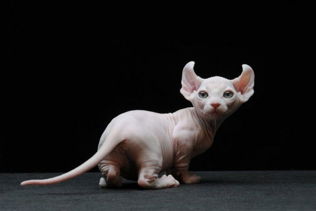 10 Smallest Domestic Cat Breeds: #2. Dwelf cat