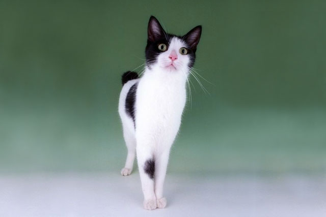 10 Smallest Domestic Cat Breeds: #9. Japanese Bobtail