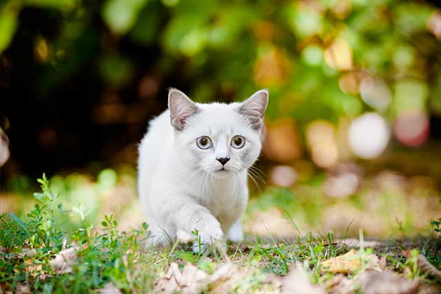 10 Smallest Domestic Cat Breeds: #3. Munchkin cat