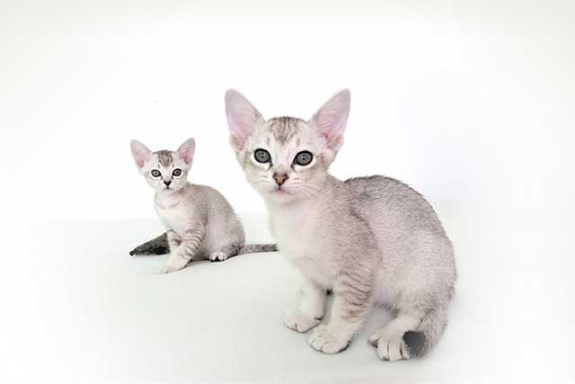 10 Smallest Domestic Cat Breeds: #1. Singapura cat