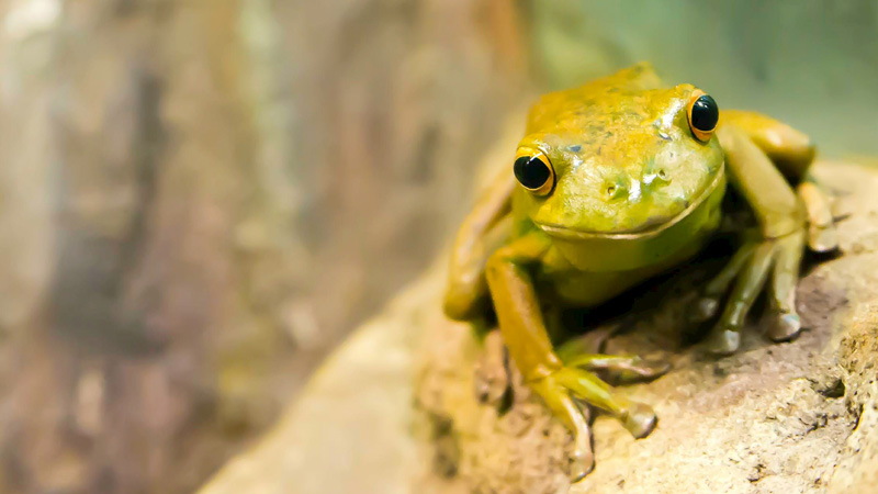 How to Stop Excessive Croaking in Pet Frogs