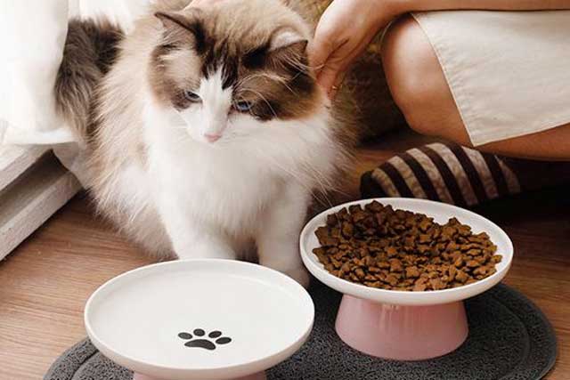 6 Taboos Between People And Cats: 2. Take the cat's food