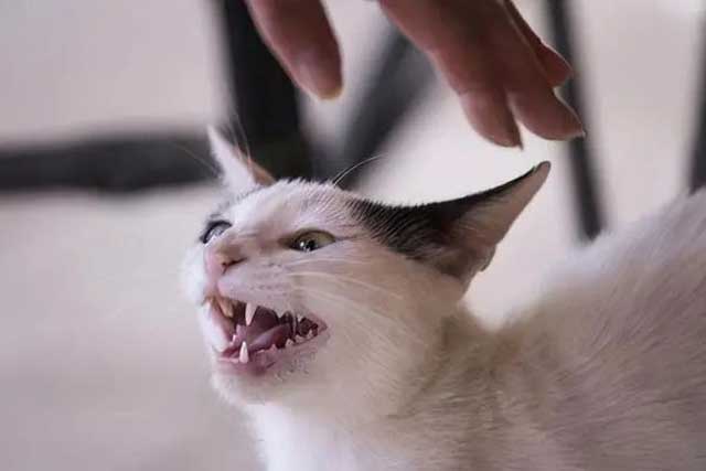 6 Taboos Between People And Cats: 5. Suddenly touching the cat's head