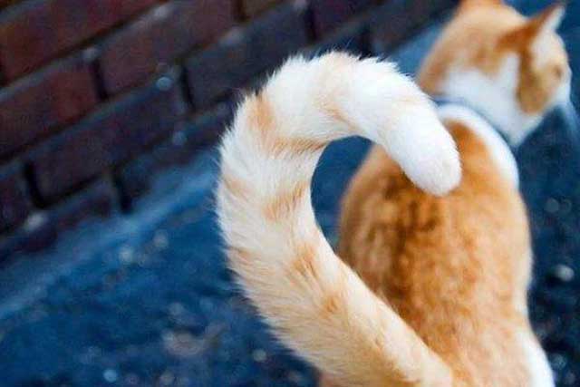6 Taboos Between People And Cats: 6. Pull the cat's tail