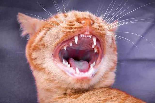 6 Taboos Between People And Cats: 3. Play with the cat's teeth