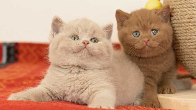 What Is The Rarest Color Of British Shorthair?