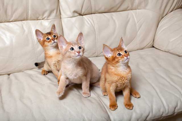 Abyssinian