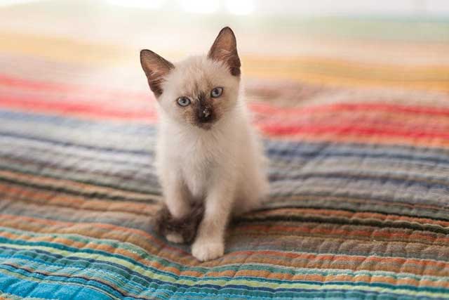 Balinese cat