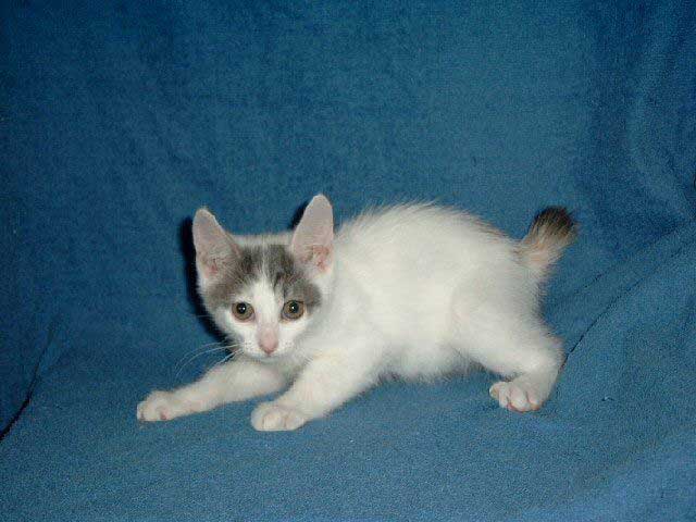 Japanese Bobtail