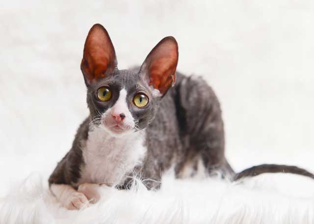 Cornish Rex