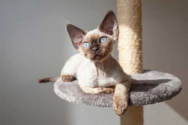 Devon Rex