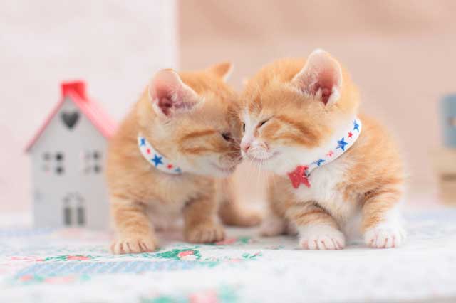 Munchkin cat