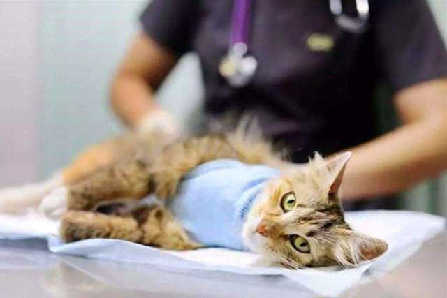 7. Spaying In Cats