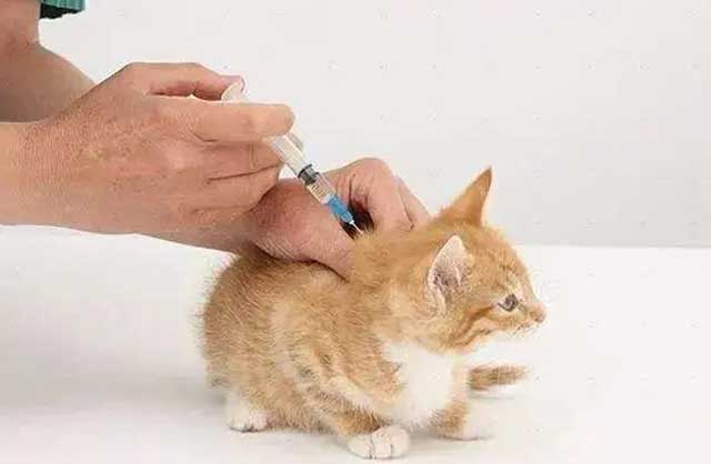 1. Regular deworming and vaccination