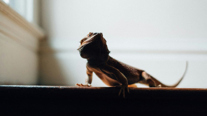 The Top 5 Characteristics of Reptiles