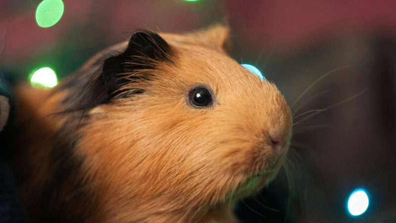 A Comprehensive Guide to Types of Guinea Pigs