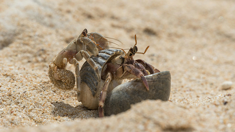 8 Types of Shells Preferred by Hermit Crabs