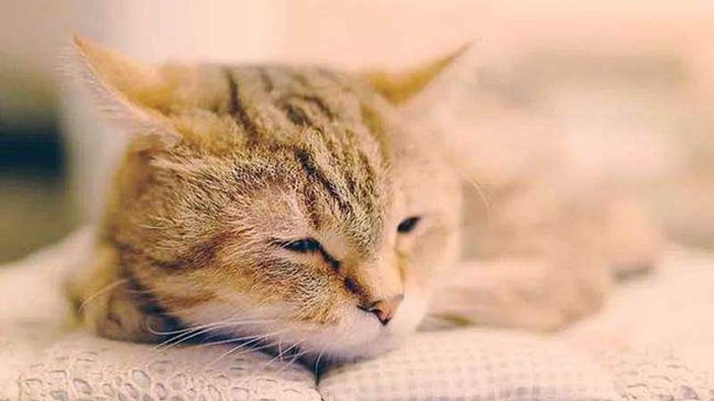 What Are The Symptoms Of Gastritis In Cats?