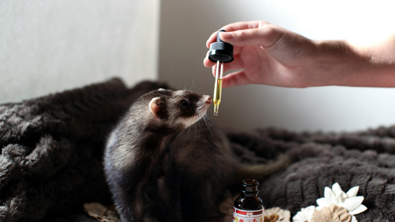 Exploring Ferret Nutrition: What Can Ferrets Eat?