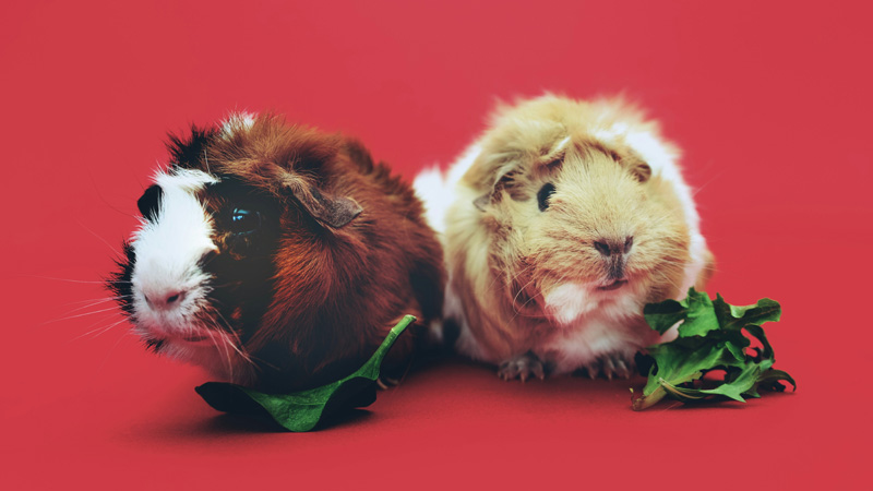 What Can Guinea Pigs Eat? A Comprehensive Guide