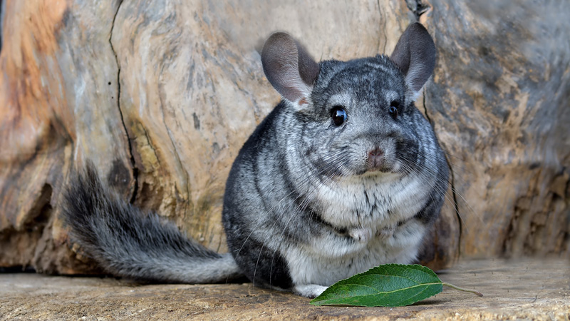 What do Chinchillas Eat in the Wild