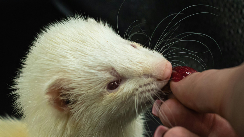 What Human Foods Can Ferrets Eat?