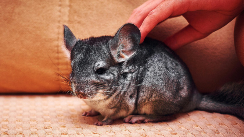 Beginner's Guide: What is a Chinchilla?