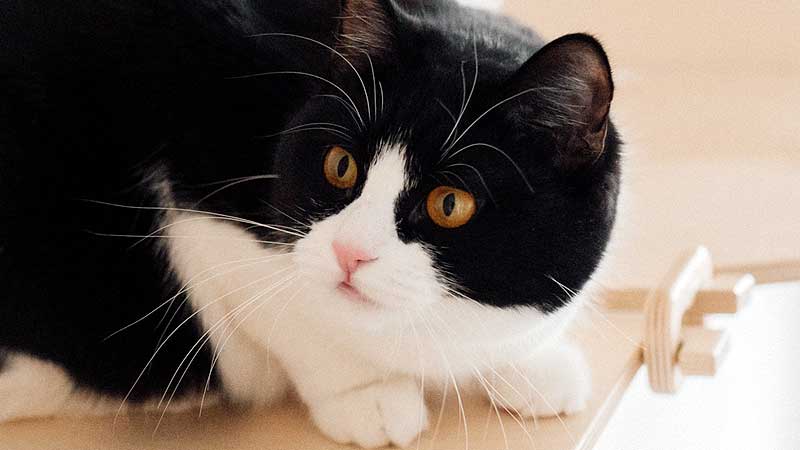 What Breed is a Tuxedo Cat?