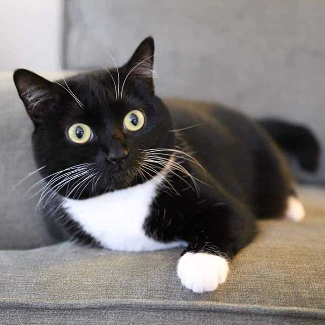 American Shorthair Tuxedo