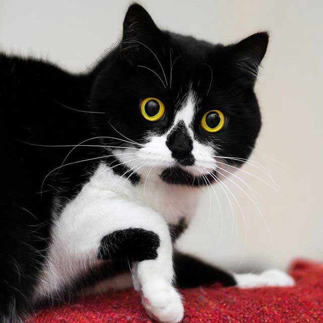 British Shorthair Tuxedo